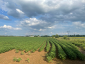 37.9acres8.png