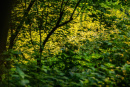 3F9A4043.jpg