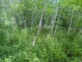 43-IMG_3355.jpg