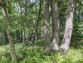 50-IMG_3362_2.jpg