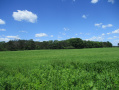 67.4acres1785.JPG