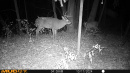 ADAMDEER4.JPG