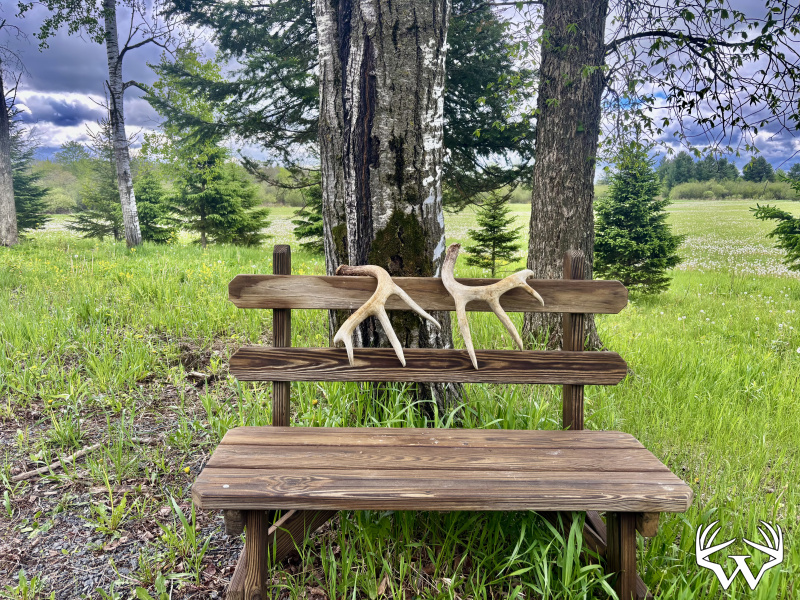 Antlers_2.jpeg
