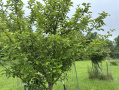 Apples.jpg