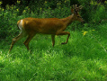 August17Buck.jpg