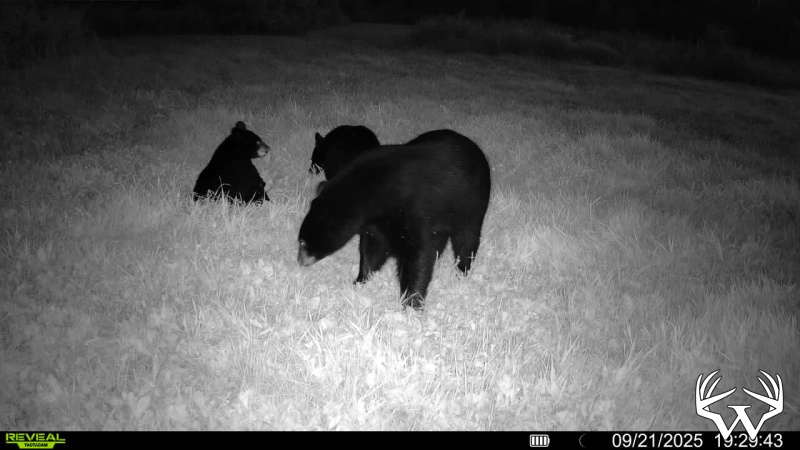 Bear_2.jpg