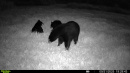 Bear_2.jpg