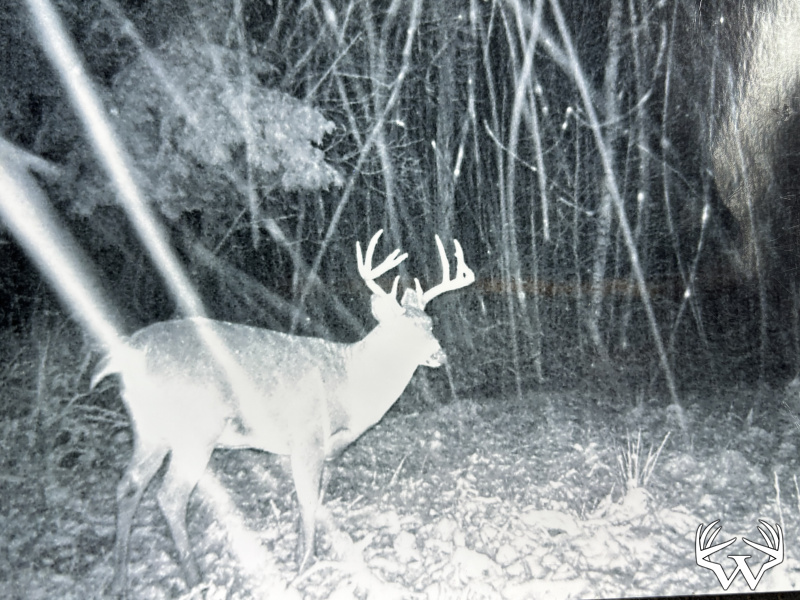 Buck2_2.jpeg