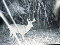 Buck2_2.jpeg