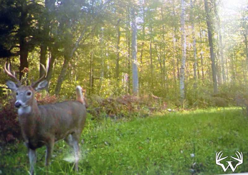 Buck3.jpg