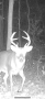 Buck3.PNG