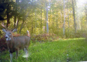 Buck3.jpg