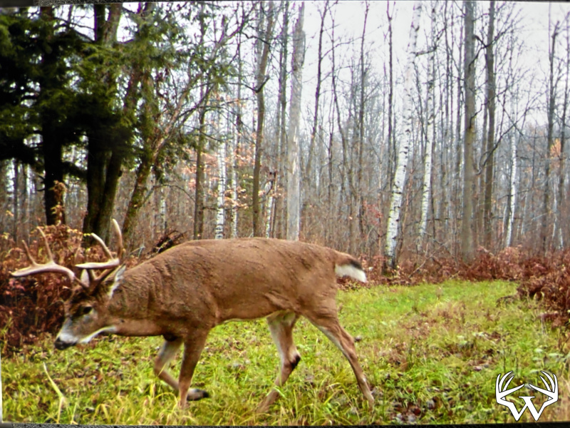 Buck.jpeg