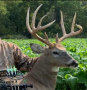 Buck.jpg