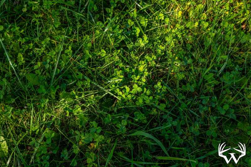Clover_1.jpg