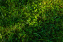 Clover_1.jpg