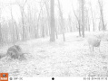 Crawford176deer10.jpg