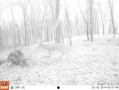 Crawford176deer11.jpg