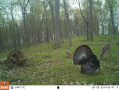Crawford176deer12.jpg