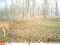 Crawford176deer2.jpg