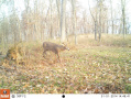 Crawford176deer3.jpg