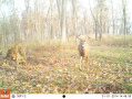 Crawford176deer4.jpg