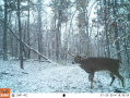 Crawford176deer5.jpg