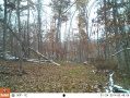 Crawford176deer6.jpg