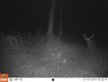 Crawford176deer7.jpg