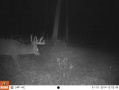 Crawford176deer8.jpg
