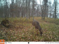 Crawford176deer9.jpg