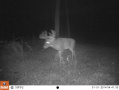 Crawford176deer.jpg