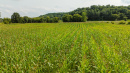 DJI_0595.jpg