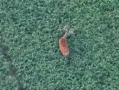 DJI_20250801203854_0008_Z.JPG