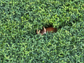 DJI_20250807200203_0014_Z_1.JPG