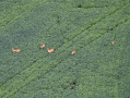 DJI_20250807200219_0016_Z_1.JPG