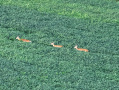 DJI_20250807200243_0017_Z_1.JPG