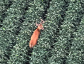 DJI_20250807200754_0019_Z_1.JPG