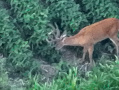 DJI_20250807201003_0021_Z_1.JPG