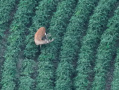 DJI_20250807201013_0023_Z_1.JPG