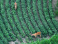 DJI_20250807201147_0032_Z.JPG