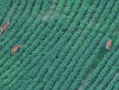 DJI_20250807201951_0035_Z_1.JPG