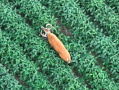 DJI_20250807202111_0039_Z.JPG