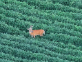 DJI_20250807202140_0041_Z_1.JPG