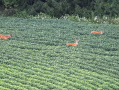 DJI_20250807202449_0046_Z.JPG