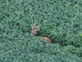 DJI_20250807202755_0052_Z_1.JPG