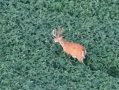 DJI_20250807202805_0054_Z_1.JPG