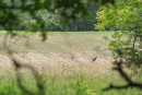 DSC00718.jpg