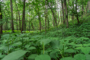 DSC00730.jpg