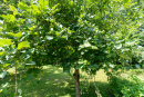 DSC00781.jpg